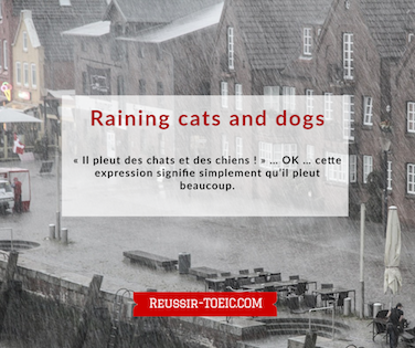  Raining cats and dogs 